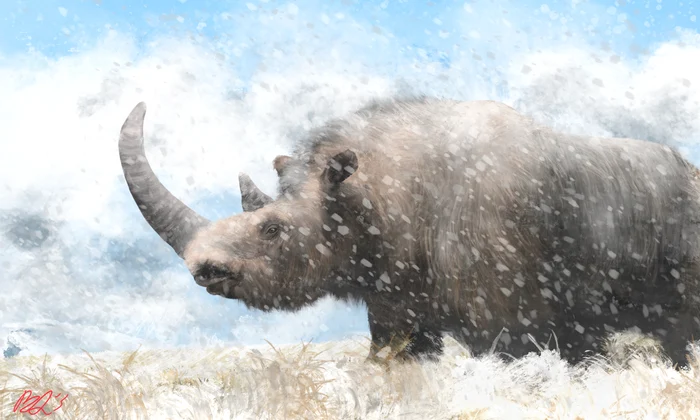 Coelodonta antiquitatis by Benjamin Langlois jpg