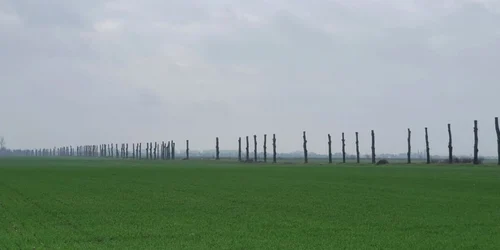 toaletare judetul dolj Foto Adrian Prisnel