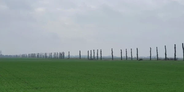 toaletare judetul dolj Foto Adrian Prisnel