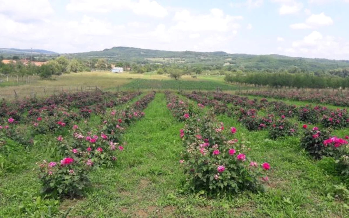 Plantaţie de trandafiri pentru dulceaţă