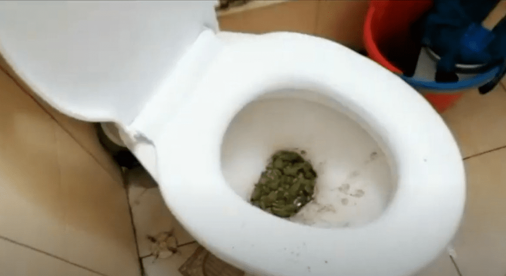 Un traficant de droguri a aruncat iarba în WC când au intrat mascații VIDEO