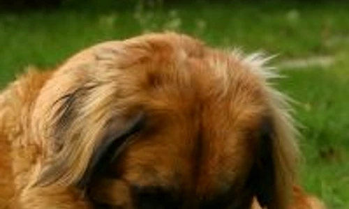 1 46459 original jpg jpeg