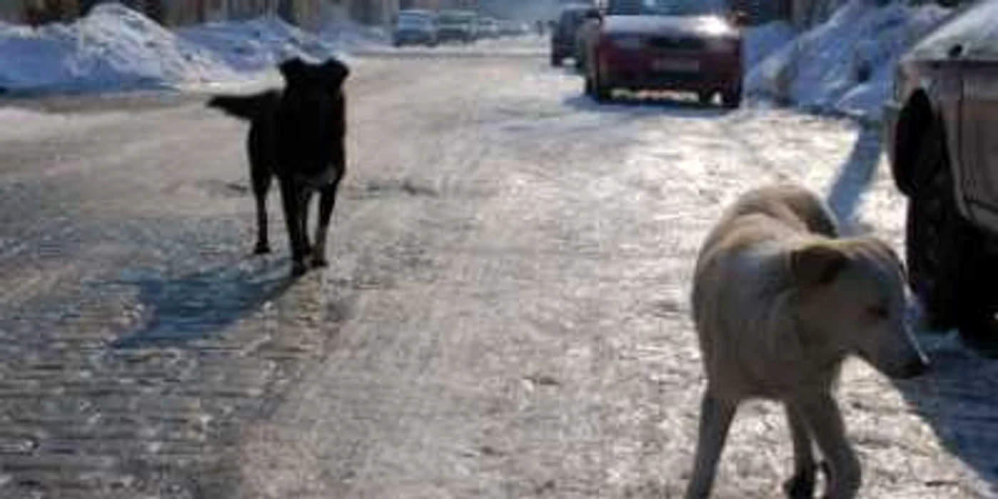 Maidanezii sunt un subiect fierbinte la Brăila, foto Ciprian Dragomir