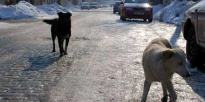 Maidanezii sunt un subiect fierbinte la Brăila, foto Ciprian Dragomir