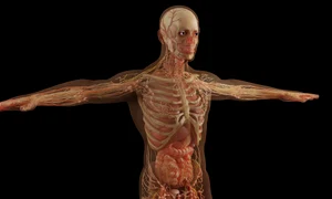 anatomy 6081933 1280 jpg
