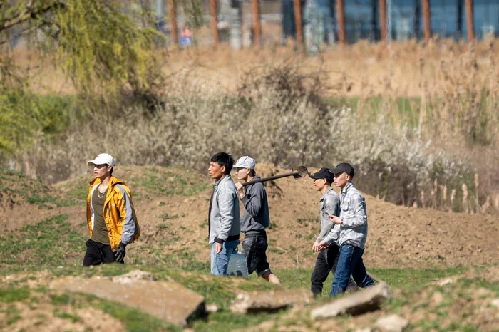 Vietnamezii sapă după popândăi FOTO Anamaria Manolea