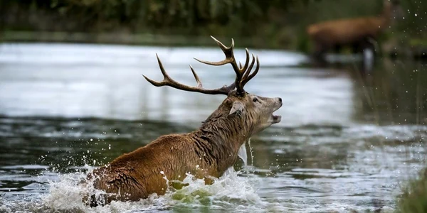 Doi cerbi prinşi în focul luptei pentru împerechere s-au luptat şi în apă nu doar pe uscat în Bushy Park Surrey Marea Britanie FOTO Mark Ollett/Photoland/Caters