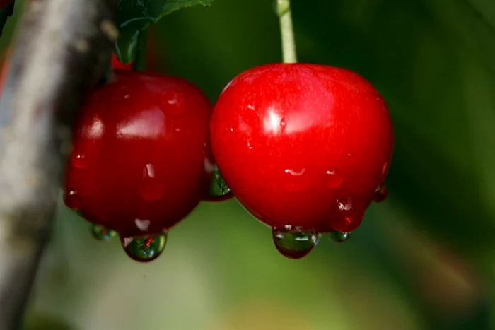 
    S-au copt cireşele de mai, dar vor ajunge la ruşi  