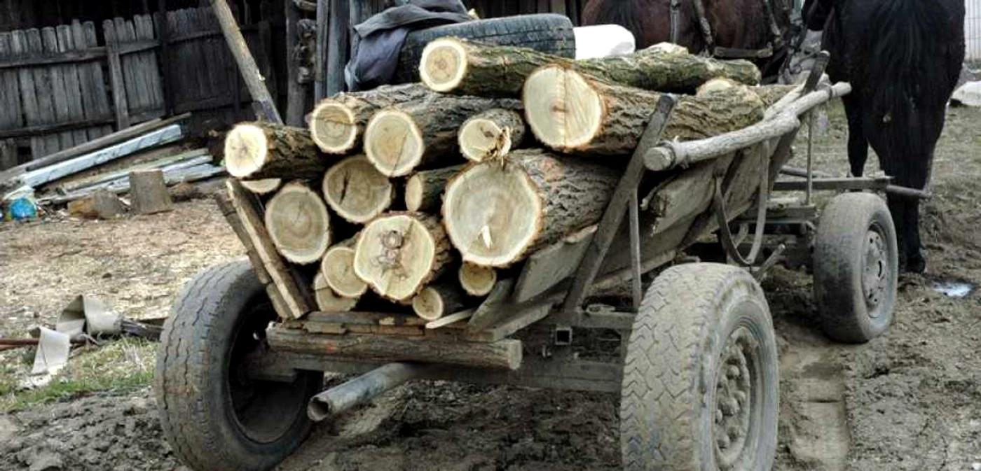Bărbaţii au încărcat buştenii furaţi în căruţe