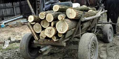 Bărbaţii au încărcat buştenii furaţi în căruţe