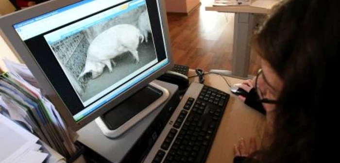 Mulţi vânzători au pus pozele animalelor pe internet