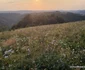 Drumul Cerbăl   Feregi din Poiana Răchițelii  Foto Daniel Guță ADEVĂRUL (44) jpg
