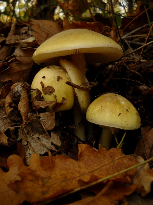 Amanita phalloides  Foto Wikipedia (1) jpg