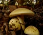 Amanita phalloides  Foto Wikipedia (1) jpg