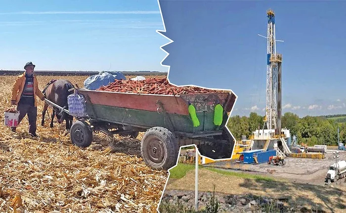 
    Săracii din comună adună coceni de pe câmp, în timp ce stau pe o adevărată comoară  