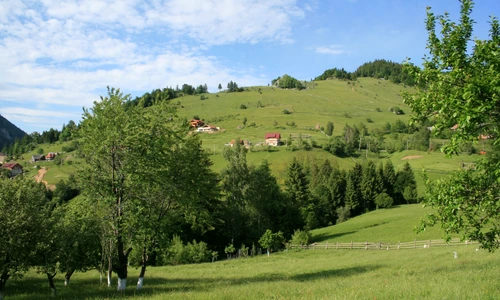 1 46275 original jpg jpeg