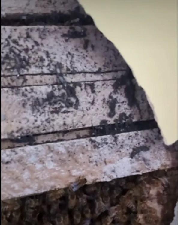 Albine în pereții unei încăperi dintr-o fermă din SUA