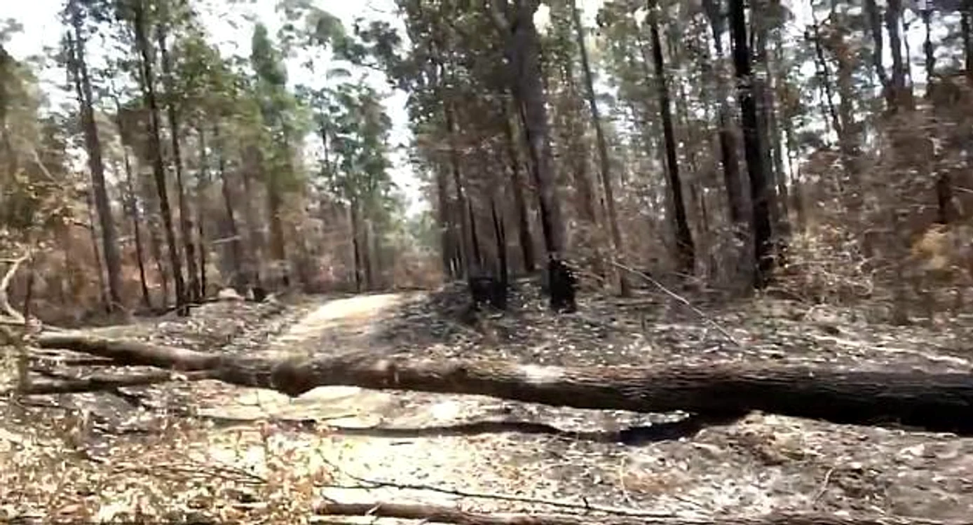 
    Păduri întregi de pe teritoriul australian au fost pârjolite de dezastrul început în septembriefoto Twitter  