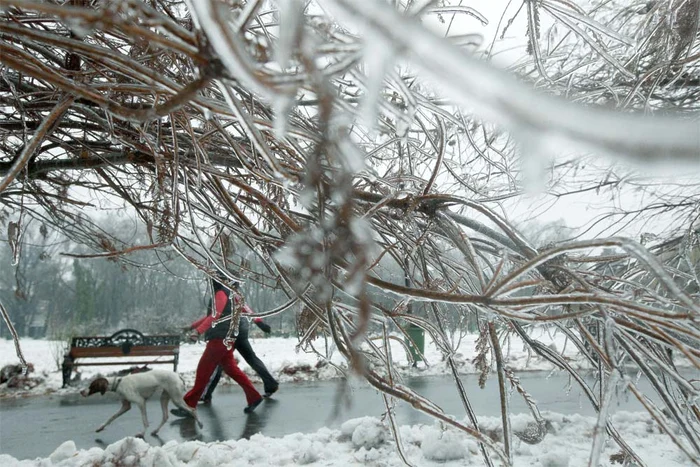 Salciile şi ceilalţi copaci din  parcul Herăstrău erau ieri acoperiţi  de un strat gros de gheaţă