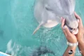 delfin iphone jpeg