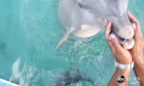 delfin iphone jpeg