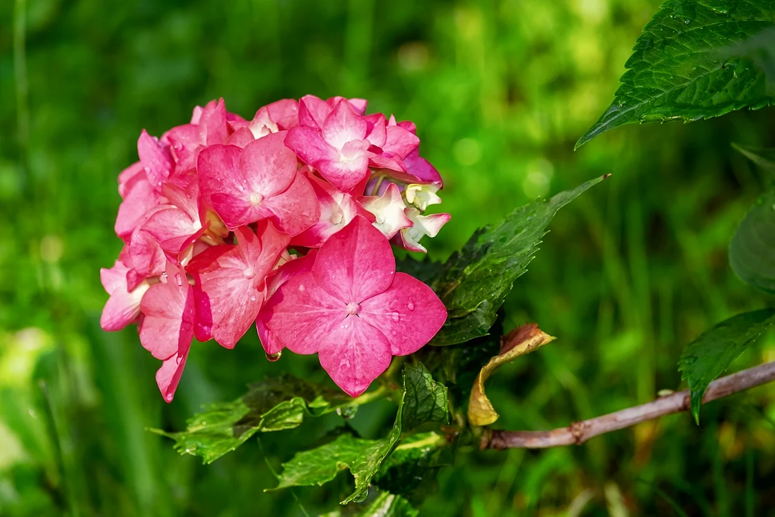Hortensiile sunt o bucurie pentru toate grădinile / foto: Pixabay