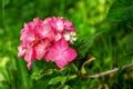 hydrangea 3469435 1280 jpg