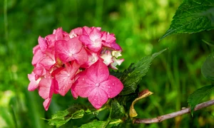 hydrangea 3469435 1280 jpg