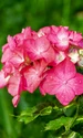 hydrangea 3469435 1280 jpg