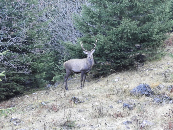 Vânarea cerbilor este interzisă în această perioadăFoto: ordineazilei.ro
