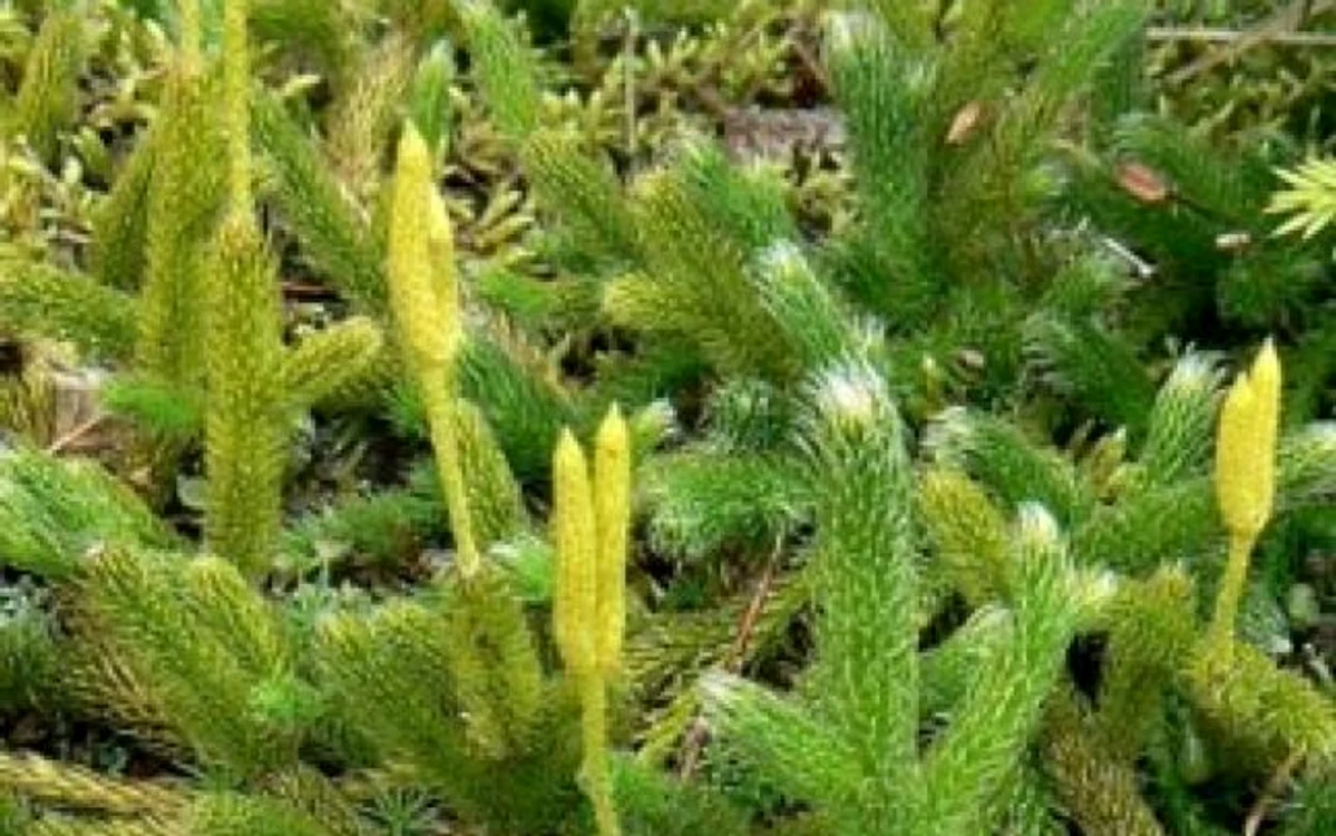 Pedicuţa creşte în pădurile de munte.  Foto: infuziedesanatate.ro