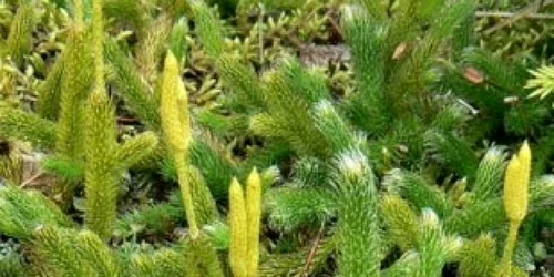 pedicuta induziedesanatate.ro