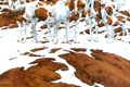 Picture1 png