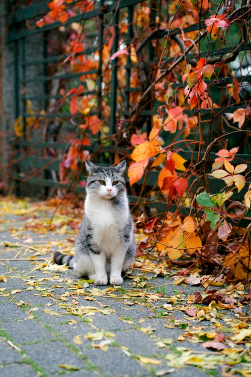 Pisică, Pexels (6) jpg