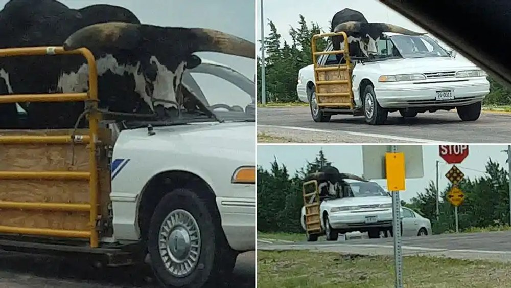 Aventură pe autostradă. Cum a fost plimbat un taur de o tonă pe bancheta din spate a unei mașini de Poliție