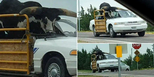masina taur autostrada webp