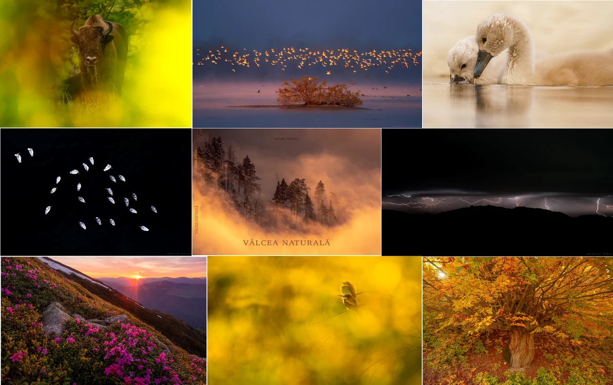 Imaginile fabuloase ale unui fotograf de natură Daniel Mîrlea multipremiate peste hotare Colaj Sursă