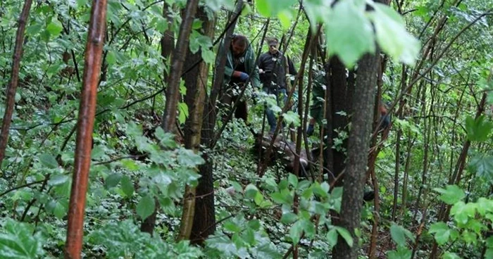 Porcii mistreţi din Sinaia au fost tranchilizaţi şi duşi în mijlocul păduri FOTO Diana Frîncu