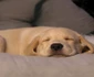 Un labrador adult petrece 12 ore din zi dormind, în timp ce un pui doarme cam 20 de ore  jpeg
