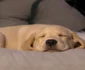 Un labrador adult petrece 12 ore din zi dormind, în timp ce un pui doarme cam 20 de ore  jpeg