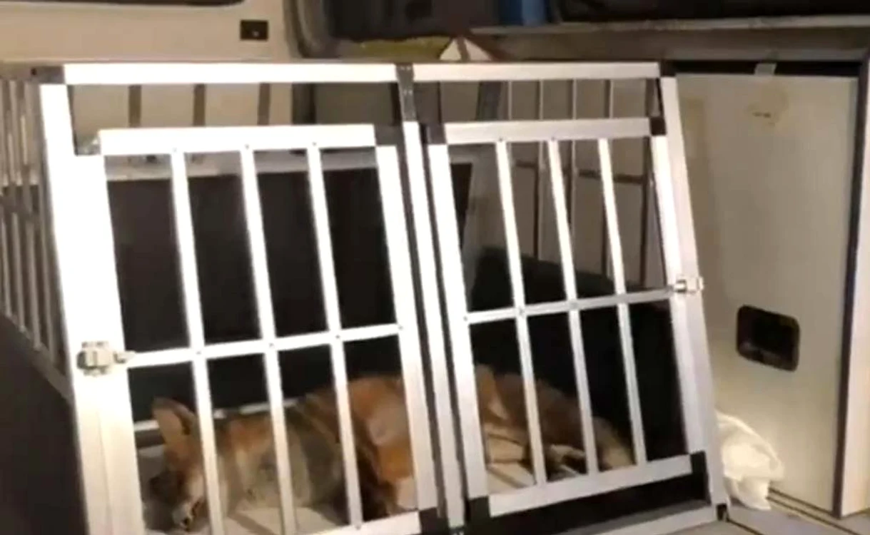 
    Sălbăticiunea a ajuns  la un adăpost  pentru animale  
