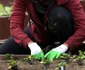 Schoolchildren Help Michelle Obama Plant 7th White House Kitchen Garden jpeg