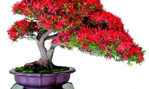 1 47920 original jpg jpeg