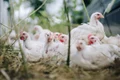 chickens 4474176 1280 jpg