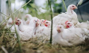 chickens 4474176 1280 jpg