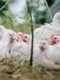 chickens 4474176 1280 jpg