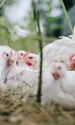 chickens 4474176 1280 jpg