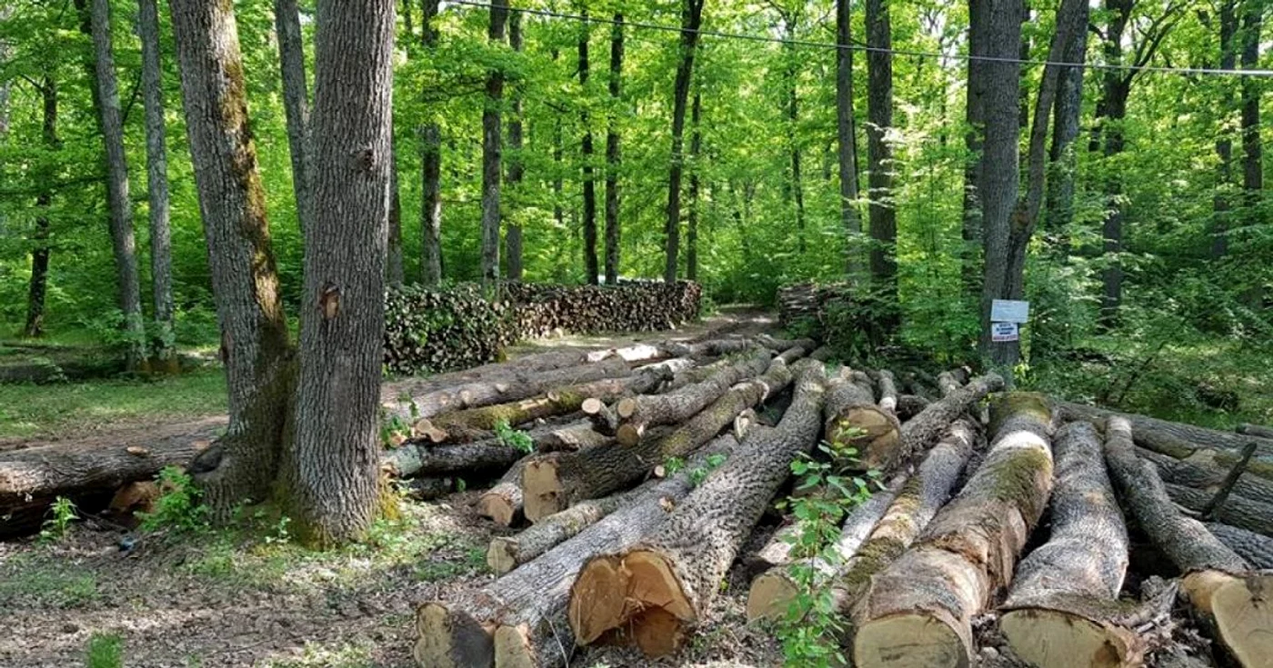 Pădurea Trivale. Foto Facebook Piteşti, oraşul sufletului meu
