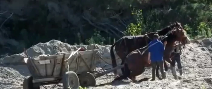 Calul a fost bătut până când a căzut jos