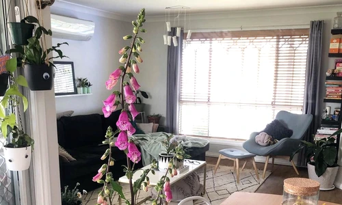 1 121512961 649338835728029 9115175796028137047 n jpg jpeg